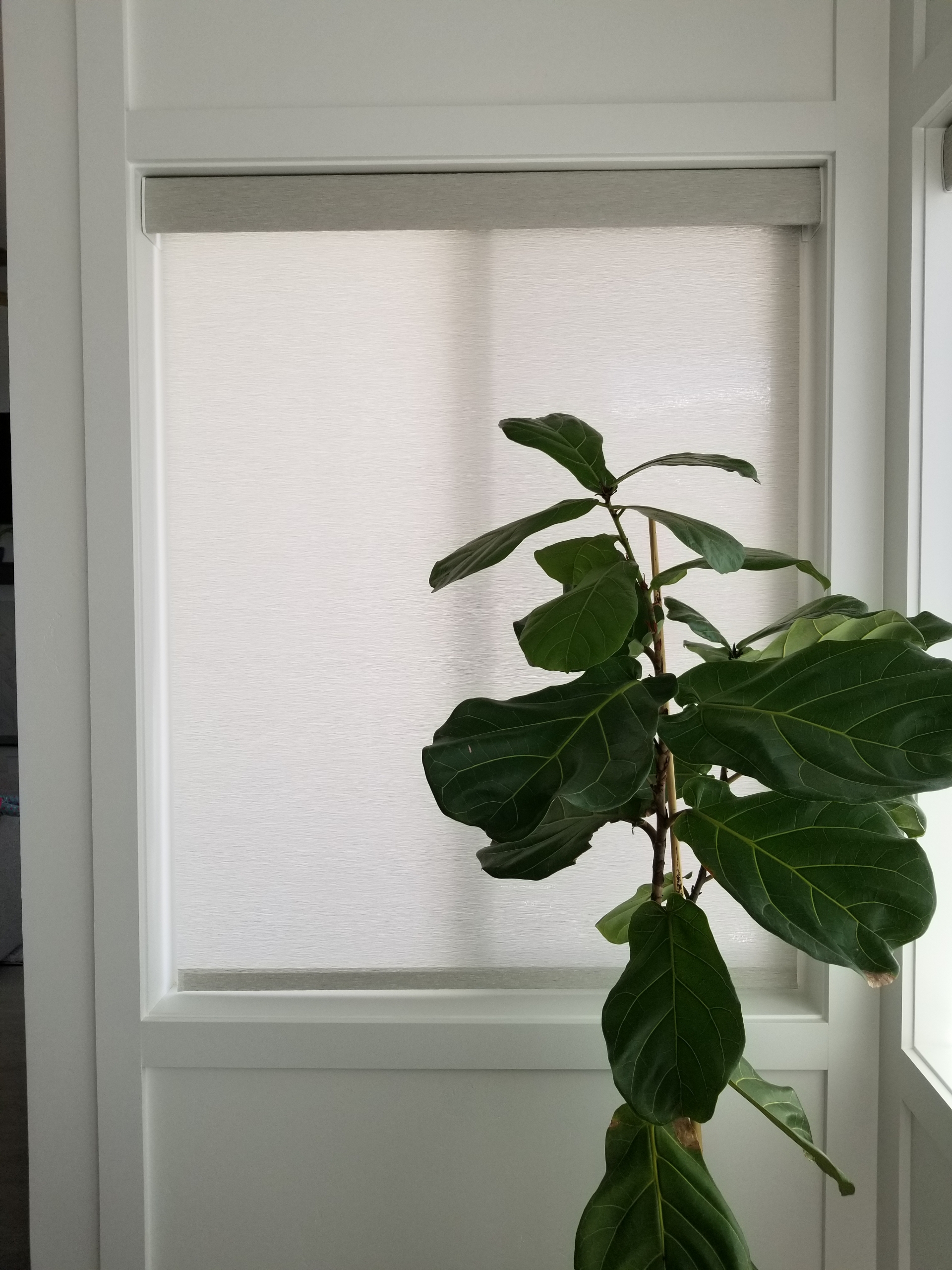 Roller shade with fiddle leaf fig plant